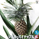 【送料無料】シルキーパイナップル 【果樹の苗木 6号鉢／1個売り】果樹 果樹の苗 果樹の苗木 パイナップル