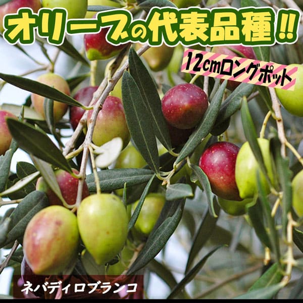 オリーブ ネバディロブランコ みんな探してる人気モノ オリーブ ネバディロブランコ オリーブ ネバディロブランコ みんな探してる人気モノ オリーブ ネバディロブランコ