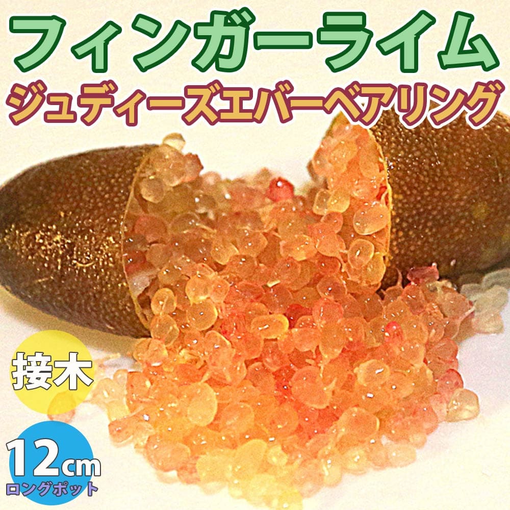 【送料無料】フィンガーライム ジュディーズエバーベアリング 果樹苗 2年生 接木苗 12cmロングポット 1個 大苗 苗木 接ぎ木 キャビアライム シトラス ブッシュ フルーツ 希少 柑橘 果樹 庭木 シンボルツリー 送料無料 即納