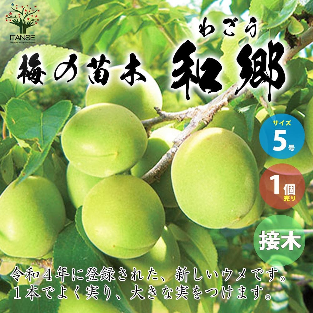 【送料無料】梅の苗木 品種：和郷(わごう)【果樹の苗木 接木苗5号／1個売り】梅苗 うめの苗 うめ苗 梅..