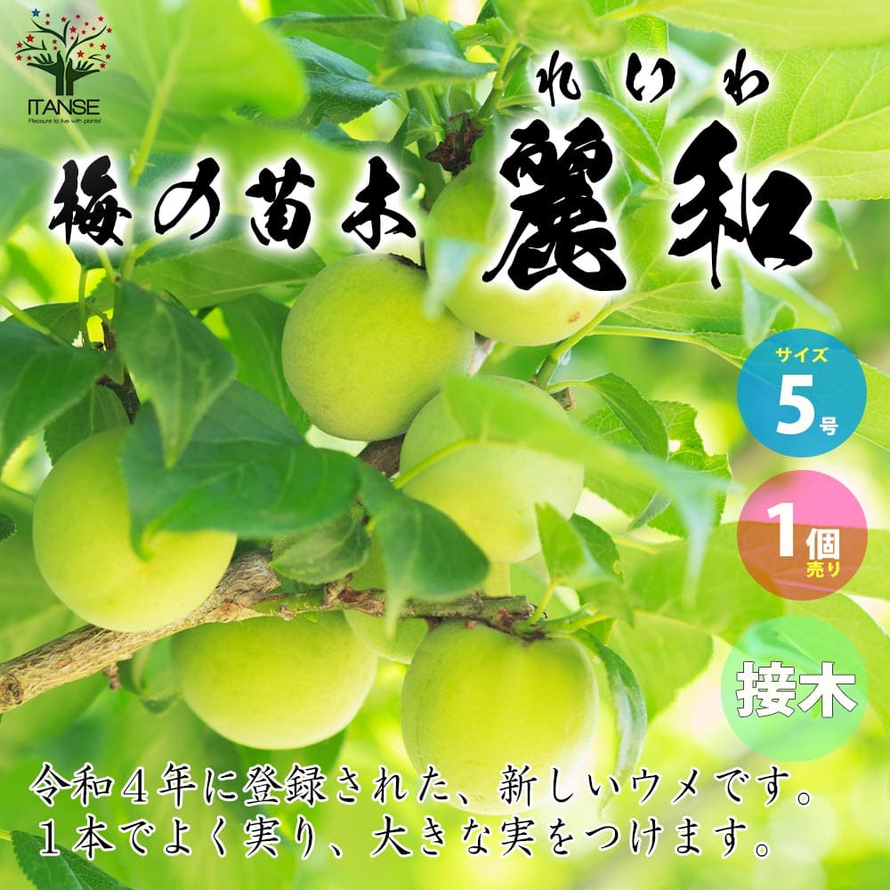 【送料無料】梅の苗木 品種：麗和(れいわ)【果樹の苗木 接木苗5号／1個売り】梅苗 うめの苗 うめ苗 梅..