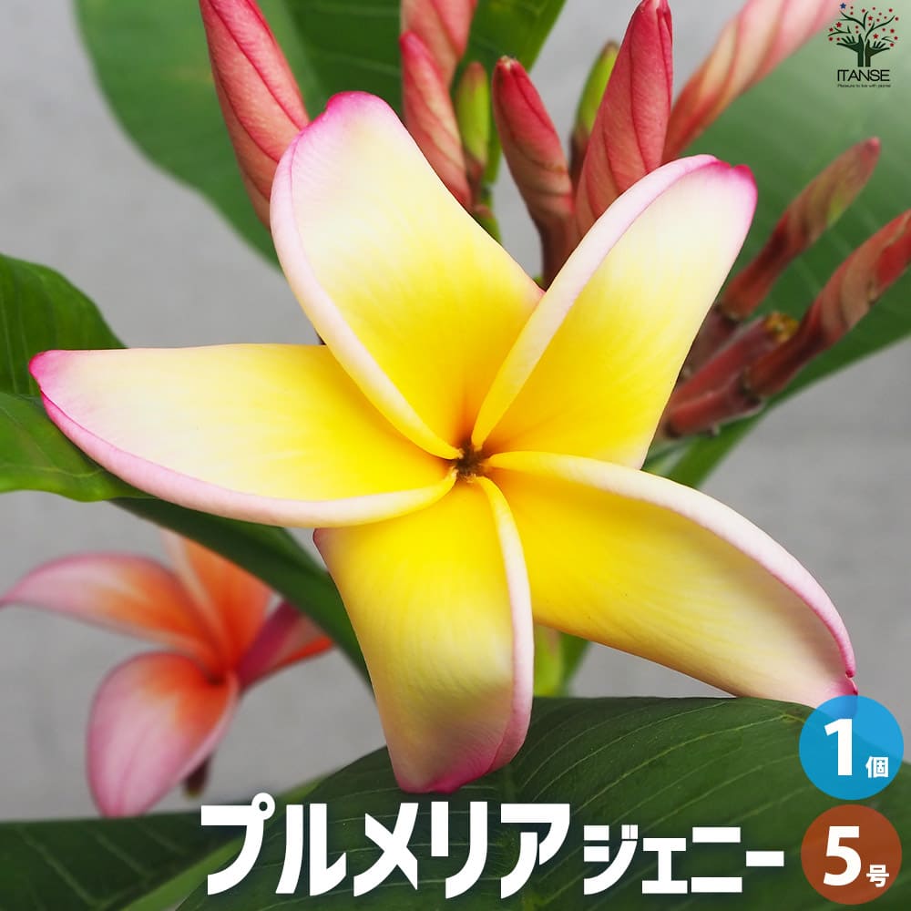 【品種特徴】ジェニーは鮮やかなイエローの花色が美しい品種で、気温が上がると、縁にあるピンク色が花全体を覆うまで大きくなります。花からはプルメリア特有の芳香が感じられ、プニプニした幹や、幅広の葉と相まって、トロピカルな雰囲気が堪能できます。※幹は生長するにつれ、硬くなります。花つきも良く、5〜9月の長い間、花を楽しむことができます。プルメリアは本来1m以上に生長しないと開花しないのですが、こちらは樹高数十センチから開花する比較的コンパクトなタイプで、早い段階からお花を楽しむことができます。【プルメリアについて】熱帯花木を代表する植物として、世界中の熱帯地域で植えられています。花にはリラックスさせうような芳香があり、ハワイではレイ(花輪)にも使われています。その花の美しさから、多種多様な園芸品種が作られているため、バリエーション豊かな花姿を楽しむことができます。乾燥に強く、乾燥気味に、適切に管理すれば1℃近くまで耐えることができます。ハワイのイメージが強いですが、中央アメリカ原産であり、マヤ・アステカ文明の頃から広く植えられてきた、歴史の深い花木でもあります。なお、樹液として出てくる白い乳液には毒があるので、取り扱いには注意してください。学名：Plumeria'Jenny'タイプ：キョウチクトウ科インドソケイ属非耐寒性落葉低木原産地：中央アメリカ別名：インディアン・ジャスミン、ハイワイアンレイフラワー英名：RosaGialla,Frangipani,Pomelia,Plumeriahybrid開花時期：5〜9月耐寒性：10℃まで(適切に休眠させれば1℃近くまで耐えます)耐暑性：強い(高温多湿には弱い)【花木・多年草・宿根草苗に関してのご案内】花木・多年草・宿根草は開花時期以外は、剪定後の花の無い葉だけの状態、または地上部の無い状態で出荷致します。落葉樹は秋から春の落葉時期は、葉が無いか葉が傷んだ状態で出荷します。そのまま植え付けて頂くと、生長時期に大きく育ち、枝数・花数が増えていきます。ご了承ください。【育て方】■日当たり・置き場所風当たりが弱く、日当たりの良い場所で管理しましょう。日光が不足すると株が間延びし、花も咲きにくくなります。また、強風で株が痛みやすいため、注意が必要です。耐寒性はありませんので、地植えした場合、10月中に株を掘り上げて、鉢植えに戻し、室内で冬越させましょう。■用土水はけの良い土壌を好みます。市販の草花用培養土を使用するか、赤玉土小粒7、腐葉土3の割合で配合したものがよいでしょう。■水やり乾燥に強く、過湿に弱く、根腐れしやすい性質ですので、水のやりすぎには注意しましょう。水分が不足すると、葉が下垂したり、茎に縦じわが入りますので、そうした株の様子も観察しましょう。季節によって、水やりの頻度や量を調節します。・春〜秋鉢植えの場合は、土がしっかりと乾いてから、鉢底から流れ出るぐらいたっぷり与えてください。地植えの場合は、根付いたら基本的に必要ありません。雨が降らない日が続いたら水やりをしましょう。・冬葉が黄色くなったら葉を落とし、水やりの量を減らします。葉を全て落としたら、休眠期に入りますので、水やりせずに春まで待ちます。温かい部屋で管理していると、葉が黄色くならないことがありますが、この時は茎に縦じわが入った等、乾いたサインが見られたら、適宜水やりしましょう。水量は、土の表面を濡らす程度で十分です。■肥料春〜秋の生長期に施します。春は、葉が5枚ほど生えてきた頃から肥料を施してください。リン酸がやや多め肥料を使うと、花がつきやすくなります。肥料を多く施すと逆効果となりますので、肥料の量には注意してください。■剪定株が生長しすぎたら、剪定を行いましょう。切り戻した翌年は開花しないので、毎年定期的に行うよりも、大きくなりすぎたら適宜行う程度でよいでしょう。9〜10月の、寒くなり、室内に取り込む前に行います。間延びしたり、先端が枯れている場合、好みの位置まで切り戻しましょう。水分が葉から蒸散するのを抑えるため、葉は3枚ほど残して付け根から切り取ってください。切り口から出る白い乳液は有毒なので、株や手についたものはよく拭き取ってください。防腐のため、日陰に2〜3日置いて、傷口をよく乾かしましょう。■ふやし方挿し木で殖やすことができます。枝を2節ほどで切り落とし、樹液をよく洗い流してから、土に挿し、たっぷりと水やりましょう。発根して新芽が出るまで、そのまま水は与えなくて大丈夫です。また、剪定で切り戻した部分が15cm以上ある場合、そのまま挿し木として使うこともできます。■植え替え生長旺盛な種なので、2年に1度のペースを目安に、ひと回り大きな鉢に植え替えましょう。根が詰まって土が硬くなったり、鉢底から根が出ていたら、植え替えのサインです。■病害虫アブラムシ、カイガラムシなどに注意してください。【お読みください】植物には個体差があり、お届け時には掲載画像と異なったイメージになる場合が御座います。背丈・株張りなどは出荷タイミングや季節などで、小さくなったり大きくなったりします。植物の状態を確認し、生育に問題が無い事を確認して出荷しております。ご了承ください。【検索キーワード】花木 花木の苗 花の苗 プルメリア ジェニー Plumeria インディアン・ジャスミン ハイワイアンレイフラワー 初心者 花壇 ガーデン 庭木 鉢植え 地植え 寄せ植え 鉢植え 園芸品種 栽培 切り花 生花 植え付け ドライフラワー 贈答品 プレゼント gift ギフト 父の日 母の日 誕生日 記念日 お祝い 育て方 育てやすい イタンセ ITANSE 送料無料