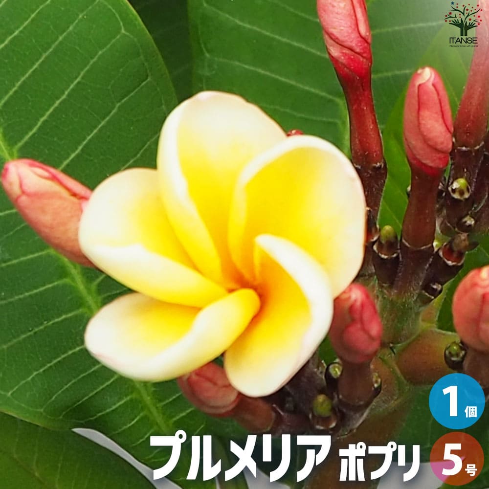 【ポイント2倍★マラソン期間】プルメリア苗木 品種：ポプリ 花苗 5号鉢 1個売り 花木 花木の苗 花の苗 インディアン ジャスミン ハイワイアンレイフラワー 送料無料 即納のサムネイル