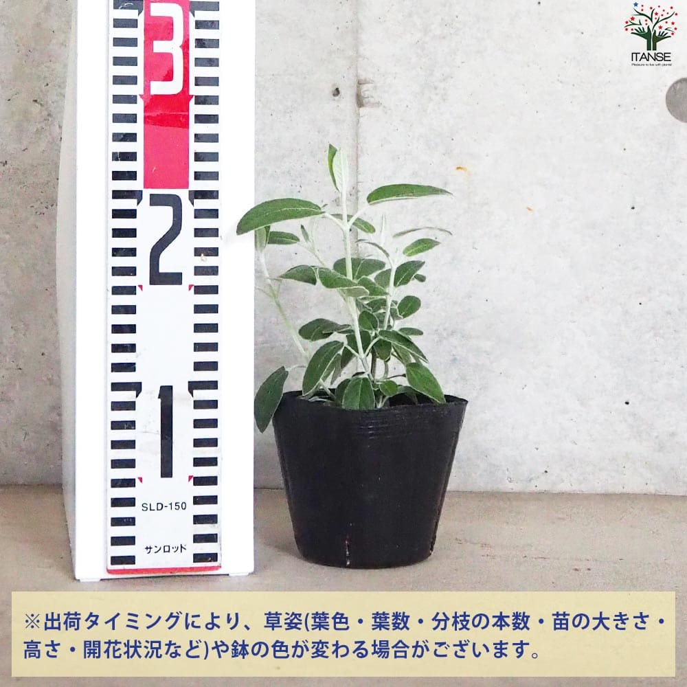 【送料無料】サルビア ディスコロール 花苗 3.5号ポット 花の苗 サルビア 初心者 ...