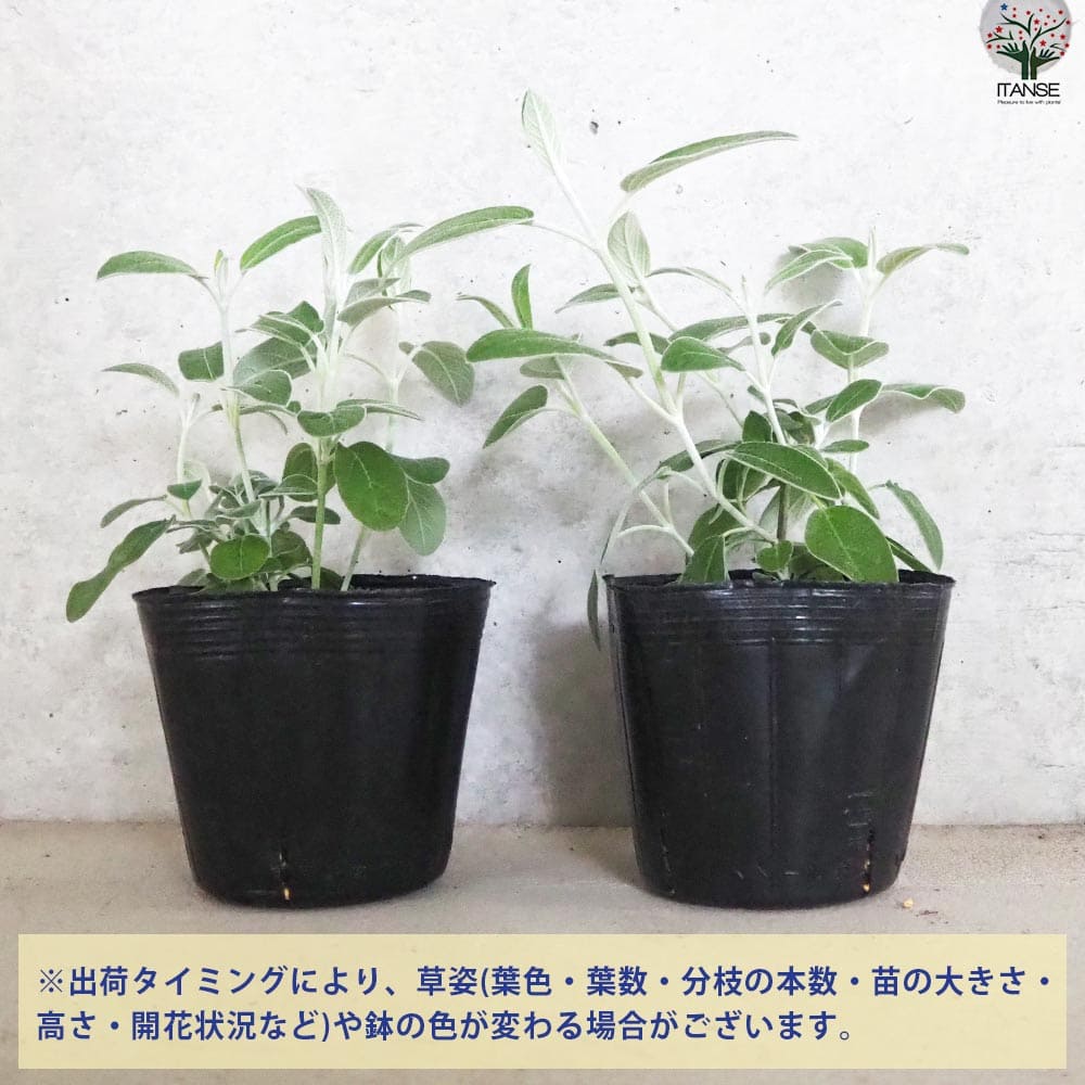 【送料無料】サルビア ディスコロール 花苗 3.5号ポット 花の苗 サルビア 初心者 ...