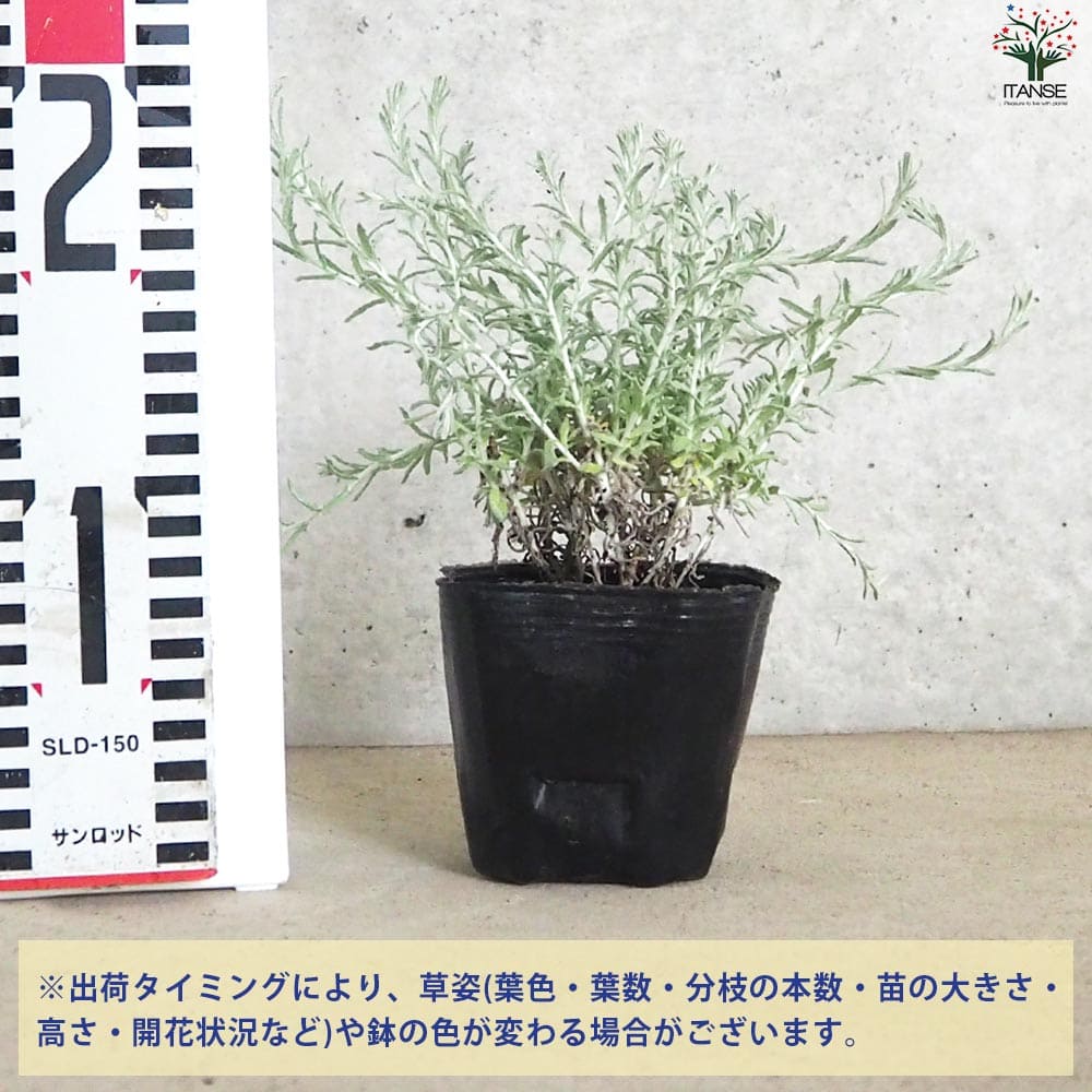 【送料無料】ヘリクリサム シルビオ ブッシー 花苗 9cmポット カラーリーフ 花の苗...