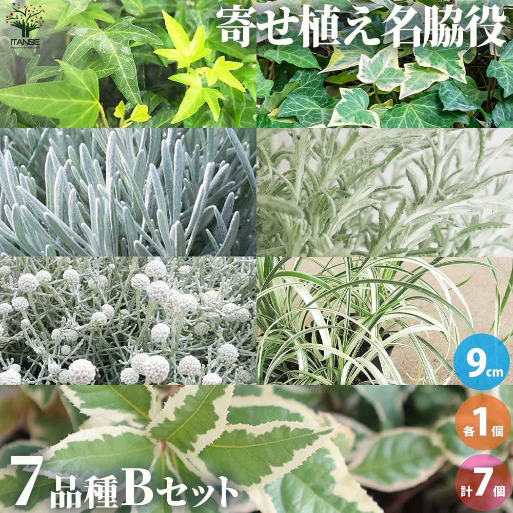 【10％OFFクーポン配布中】寄せ植えに欠かせない名脇役！リーフBセット 7品種各1個 【花苗 9cmポット／お買い得7個セット】花の苗 カラーリーフ グランドカバー ハンギングのサムネイル