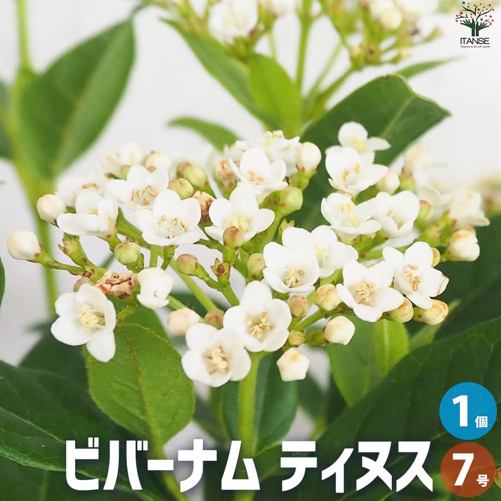 【送料無料】ビバーナム ティヌス【花苗 7号ポット／1個売り】花の苗 鉢植え 地植え ハンギング ガーデニング