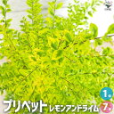 【P2倍★マラソン期間中】プリペット レモンアンドライム【花苗 7号鉢/1個売り】花の苗 花木 庭木 地植え 鉢植え ガーデニング