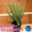 【P2倍★マラソン期間中】ローズマリー マジョルカピンク【ハーブ苗 5号鉢/1個】ローズマリーの苗 苗木 大苗 ハーブ ハーブ苗 家庭菜園 料理 鑑賞 栽培 庭...