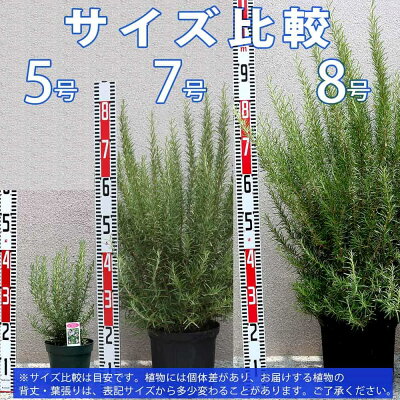 送料無料 ローズマリー マジョルカピンク ハーブ苗 5号鉢 1個 ローズマリーの苗 苗木 大苗 ハーブ ハーブ苗 ガーデニング 家庭菜園 料理 鑑賞 栽培 庭園菜園 農場 ベランダ 庭 健康 趣味 ハーブ枕 鉢植え 精油 アロマ クラフト用 ポプリ ローズマリー ガーデニングに 送料無料 ローズマリー マジョルカピンク ハーブ苗 5号鉢 1個 ローズマリーの苗 苗木 大苗 ハーブ ハーブ苗 ガーデニング 家庭菜園 料理 鑑賞 栽培 庭園菜園 農場 ベランダ 庭 健康 趣味 ハーブ枕 鉢植え 精油 アロマ クラフト用 ポプリ ローズマリー ガーデニングに