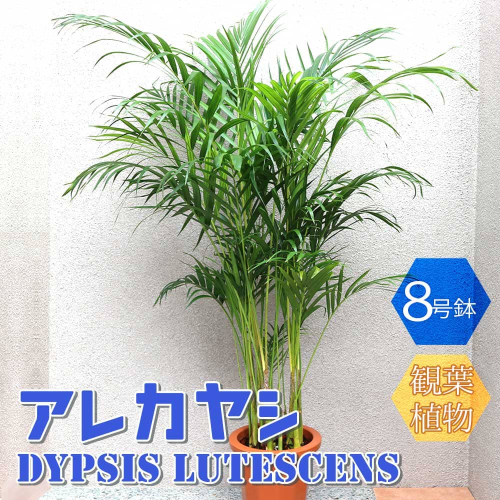 楽天植物販売のITANSE楽天市場店【マラソン中★ポイントUP】アレカヤシ【大型 観葉植物 8号鉢/1個】リビング オフィス 事務所 インテリア おしゃれ ガーデニング 初心者 育てやすい 御祝 お祝い 新築祝い 引越し祝い 結婚祝い ギフト プレゼント 贈答 人気 品種 観賞用 誕生日