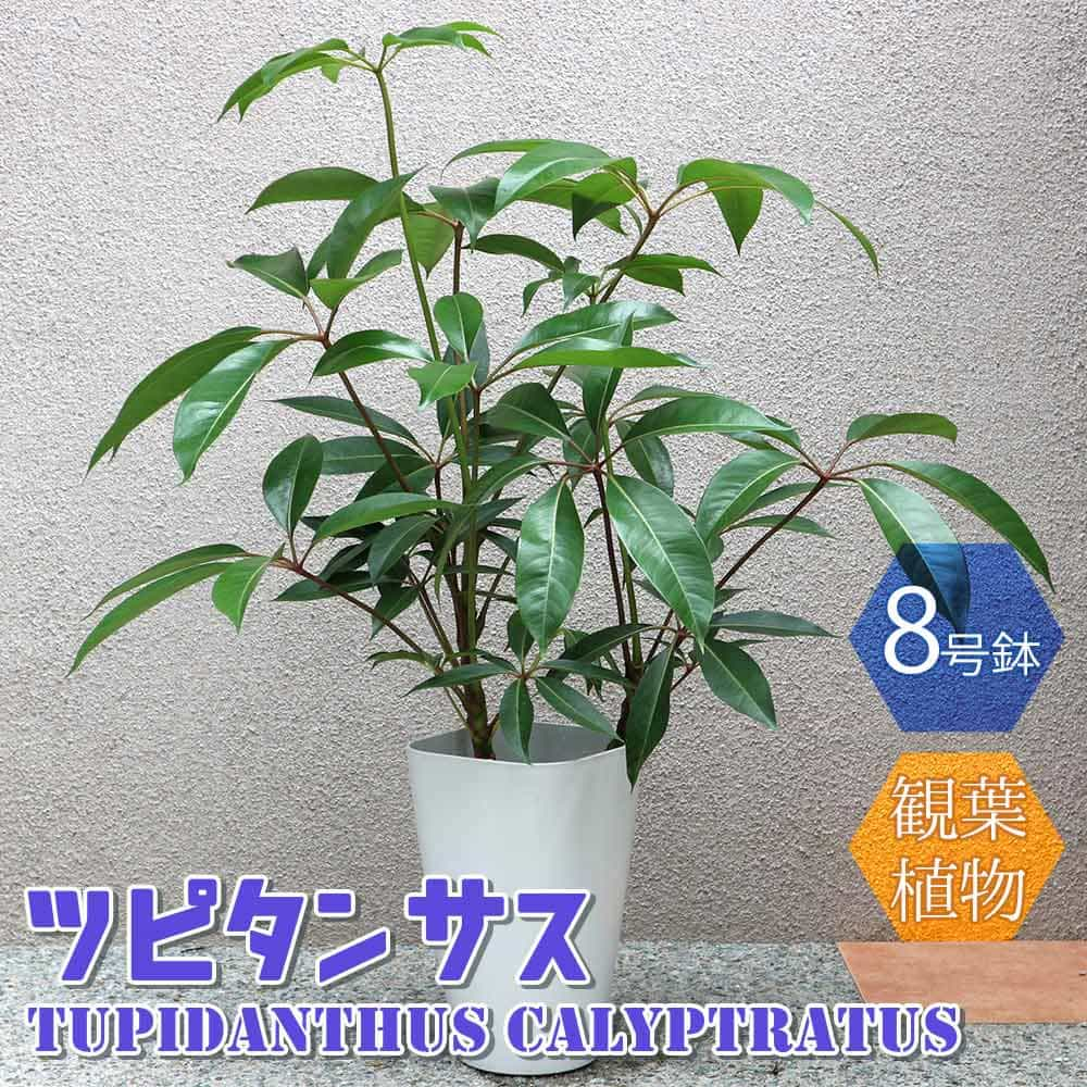 【マラソン中★ポイントUP】ツピタンサス【大型 観葉植物 8号鉢/2～3本立ち1個】リビング オフィス 事務所 インテリア 大型 おしゃれ 初心者 育てやすい ガーデニング 御祝 お祝い 新築祝い 引越し祝い 結婚祝い プレゼント 人気 品種