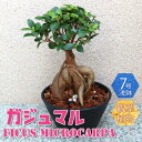 楽天植物販売のITANSE楽天市場店【マラソン中★ポイントUP】ガジュマル【小型 観葉植物 7号鉢/1個】リビング オフィス 事務所 インテリア 大型 おしゃれ 初心者 育てやすい ガーデニング 御祝 お祝い 新築祝い 引越し祝い 結婚祝い プレゼント 人気 品種 観賞用