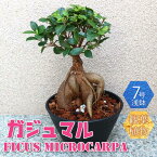 ガジュマル【小型 観葉植物 7号鉢/1個】リビング オフィス 事務所 インテリア 大型 おしゃれ 初心者 育てやすい ガーデニング 御祝 お祝い 新築祝い 引越し祝い 結婚祝い プレゼント 人気 品種 観賞用