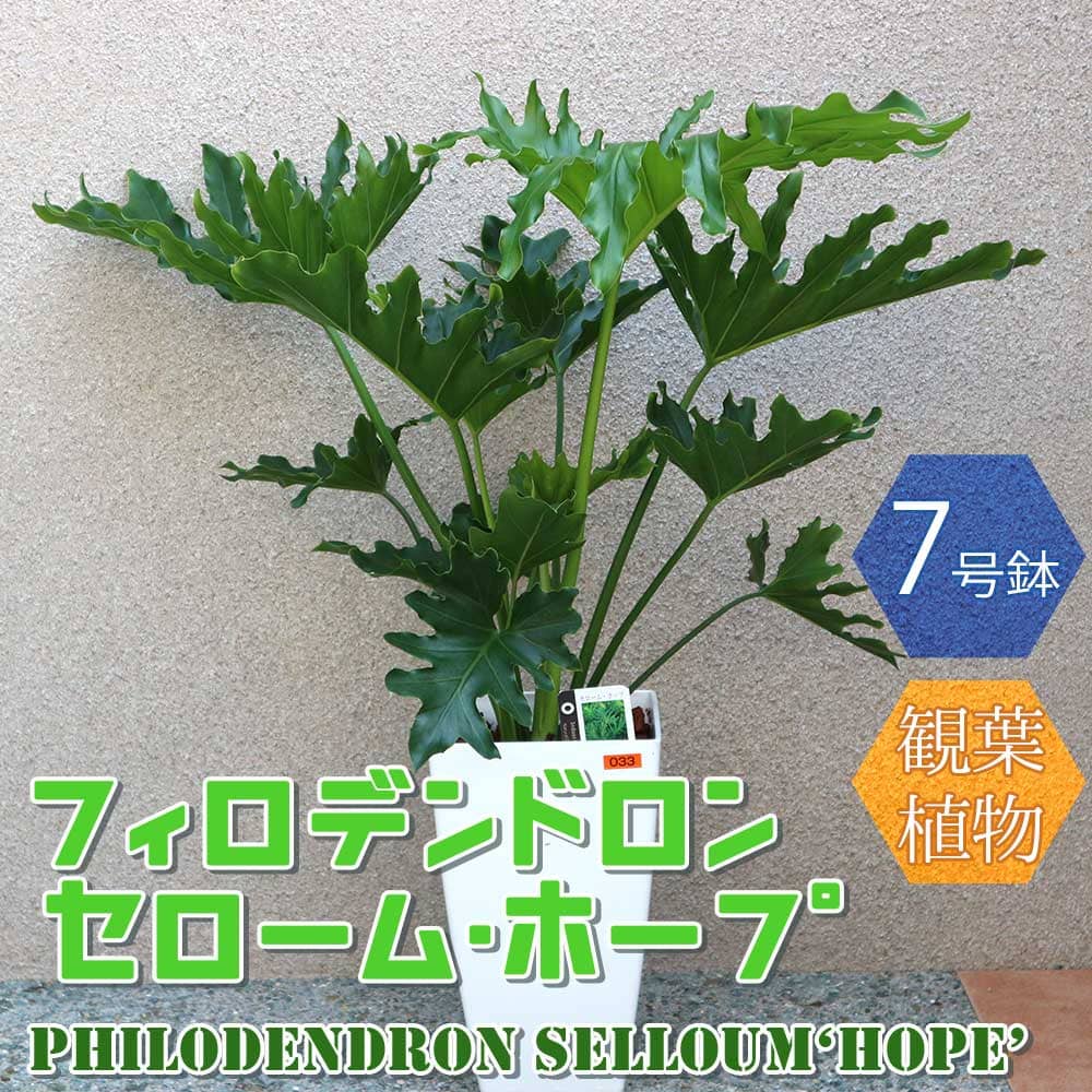 セローム 【送料無料】フィロデンドロン・セローム・ホープ【中型 観葉植物 7号鉢/1個】リビング オフィス 事務所 インテリア 大型 おしゃれ 初心者 育てやすい 御祝 お祝い 新築祝い 引越し祝い 結婚祝い プレゼント 人気 品種 観賞用