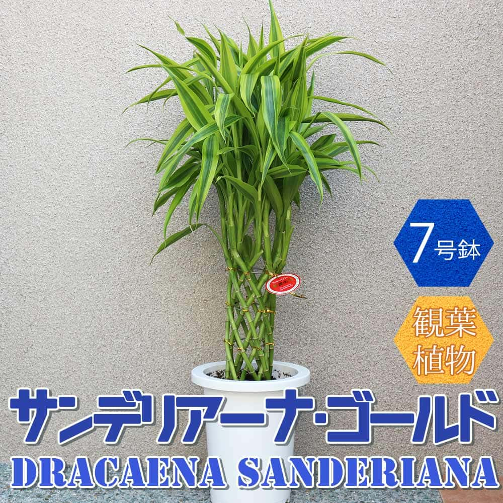 【送料無料】ドラセナ・サンデリアーナ ゴールド ラッキーバンブー・ミリオンバンブー 【中型 観葉植物 7号鉢/1個】リビング オフィス 事務所 インテリア 大型 おしゃれ お祝い 新築祝い 引越…