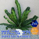 楽天植物販売のITANSE楽天市場店アスプレニウム コブラ【中型 観葉植物 7号鉢/1個】リビング オフィス 事務所 インテリア 大型 おしゃれ 初心者 育てやすい ガーデニング 御祝 お祝い 新築祝い 引越し祝い 結婚祝い プレゼント 人気 品種 観賞用