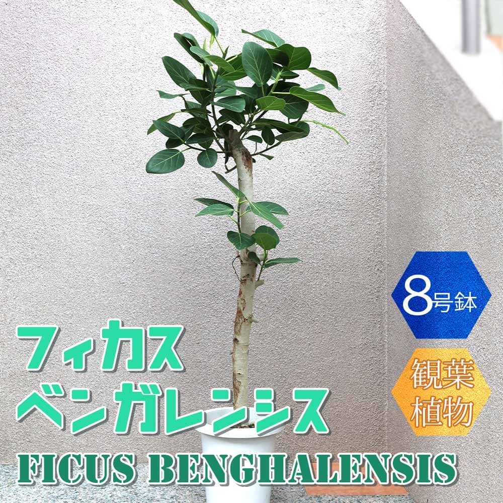 【送料無料】フィカス ベンガレンシス ゴムの木の仲間【中型 観葉植物 8号鉢/1個】リビング オフィス 事務所 インテリア 大型 おしゃれ..