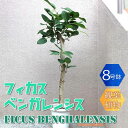 【ポイント2倍★マラソン期間】フィカス ベンガレンシス ゴムの木の仲間 中型 観葉植物 8号鉢 1個 リビング オフィス 事務所 インテリア 大型 おしゃれ 初...