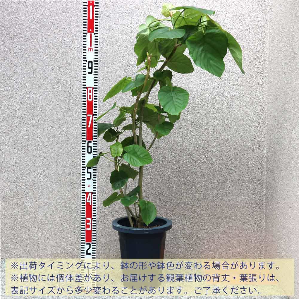 高評価新品 フィカス 育てやすい ガーデニング 御祝 お祝い 新築祝い 引越し祝い プレゼント 人気 品種 観賞用 植物販売のｉｔａｎｓｅ店 ウンベラータ ゴムの木の仲間リビング オフィス 事務所 インテリア 大型 おしゃれ 初心者 お得好評 Www Stayinfront Com