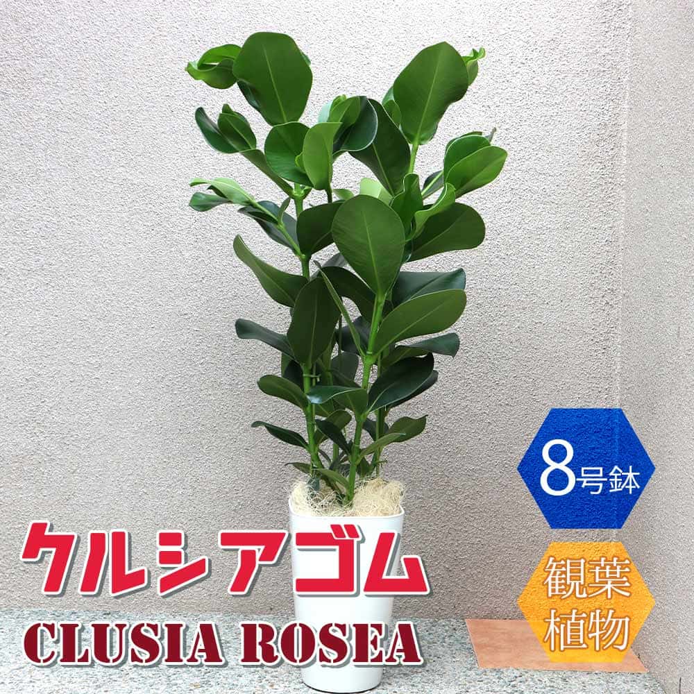 新着商品 クルシアゴム 中型 観葉植物 8号鉢 1個 リビング オフィス 事務所 インテリア 大型 おしゃれ 初心者 育てやすい ガーデニング 御祝 お祝い 引越し祝い プレゼント 人気 品種 観賞用 Portokea Suites Com 新着商品 クルシアゴム 中型 観葉植物 8号鉢 1個 リビング オフィス 事務所 インテリア 大型 おしゃれ 初心者 育てやすい ガーデニング 御祝 お祝い 引越し祝い プレゼント 人気 品種 観賞用 Portokea Suites Com