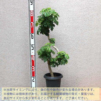 カポック シェフレラ 植物図鑑 カポック シェフレラ 植物図鑑