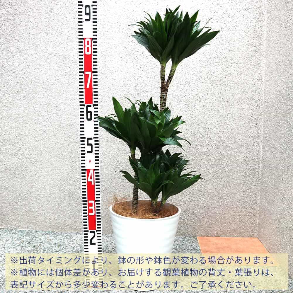 高い素材 ドラセナ コンパクター 中型 観葉植物 8号鉢 1個 リビング オフィス 事務所 インテリア 大型 おしゃれ 初心者 育てやすい ガーデニング 御祝 お祝い 新築祝い 引越し祝い プレゼント Www Turvataantulevaisuus Fi