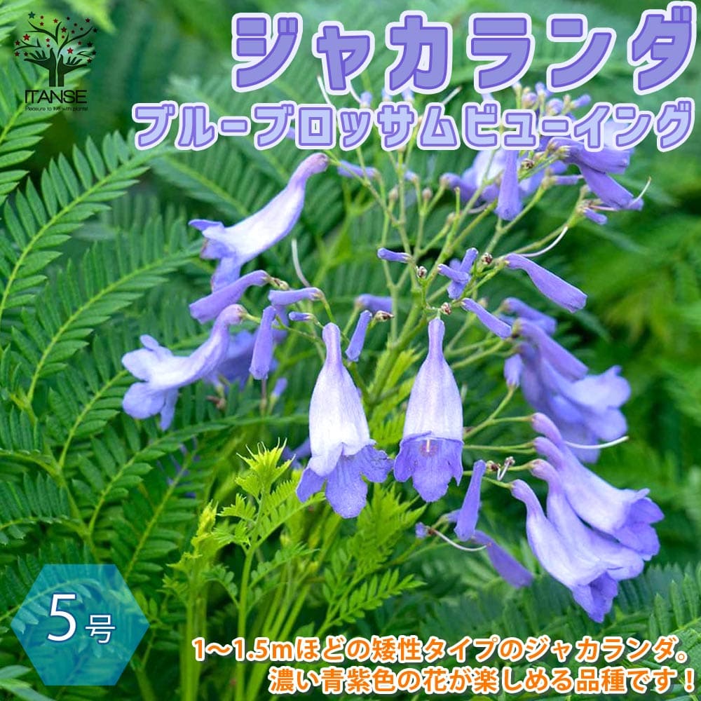 ITANSE わい性ジャカランダ ブルーブロッサム ビューイング 花木 5号ポット 1個 ジャカランタ 花木 矮性 わい性 おしゃれ オシャレ 緑のある暮らし green ガーデニング プレゼント 送料無料 即納のサムネイル