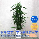 【ポイント2倍★マラソン期間】ドラセナ サンデリアーナ 大型 観葉植物 7号鉢 1個 リビング オフィス 事務所 インテリア 大型 おしゃれ 初心者 育てやすい...