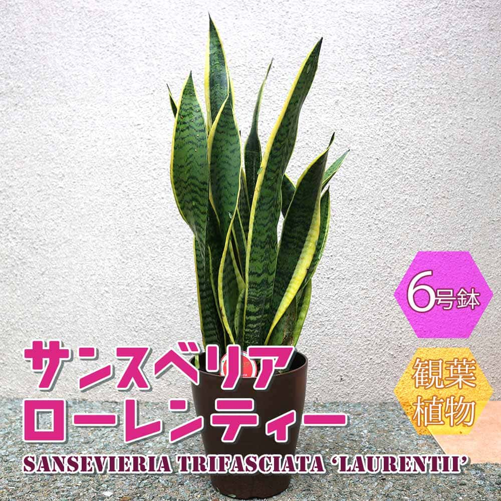 サンセベリア・サンスベリア 【送料無料】サンスベリア ローレンティー【小型 観葉植物 6号鉢/1個】リビング オフィス 事務所 インテリア 大型 おしゃれ 初心者 育てやすい ガーデニング 御祝 お祝い 新築祝い 引越し祝い プレゼント 人気 品種 観賞用