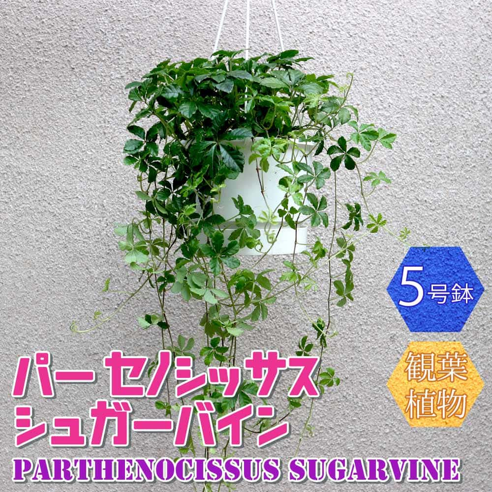 【送料無料】パーセノシッサス シュガーバイン【小型 観葉植物