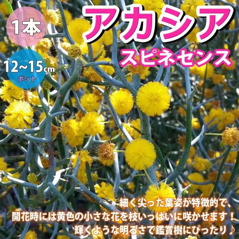 【送料無料】アカシア スピネセンス 草花苗 12〜15cmポット 1個 リビング オフィス 事務所 インテリア 大型 おしゃれ 初心者 育てやすい 御祝 お祝い 新築祝い 引越し祝い 結婚祝い プレゼント 人気 品種 観賞用 送料無料 即納