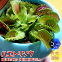 【マラソン中★ポイントUP】ハエ取草(ハエトリソウ)【食虫植物 5cmポット(鉢カバー付き)/1個】観葉植物 リビング オフィス インテリア おしゃれ オシャレ 育てやすい 人気 品種 観賞用 プランツ 庭植え 鉢植え 虫取り はえとりそう ハエトリグサ