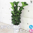 【ポイント2倍★マラソン期間】カシワバゴム バンビーノ 観葉植物 8号鉢 1個売り リビング オフィス 事務所 インテリア 大型 おしゃれ オシャレ 育てやすい...