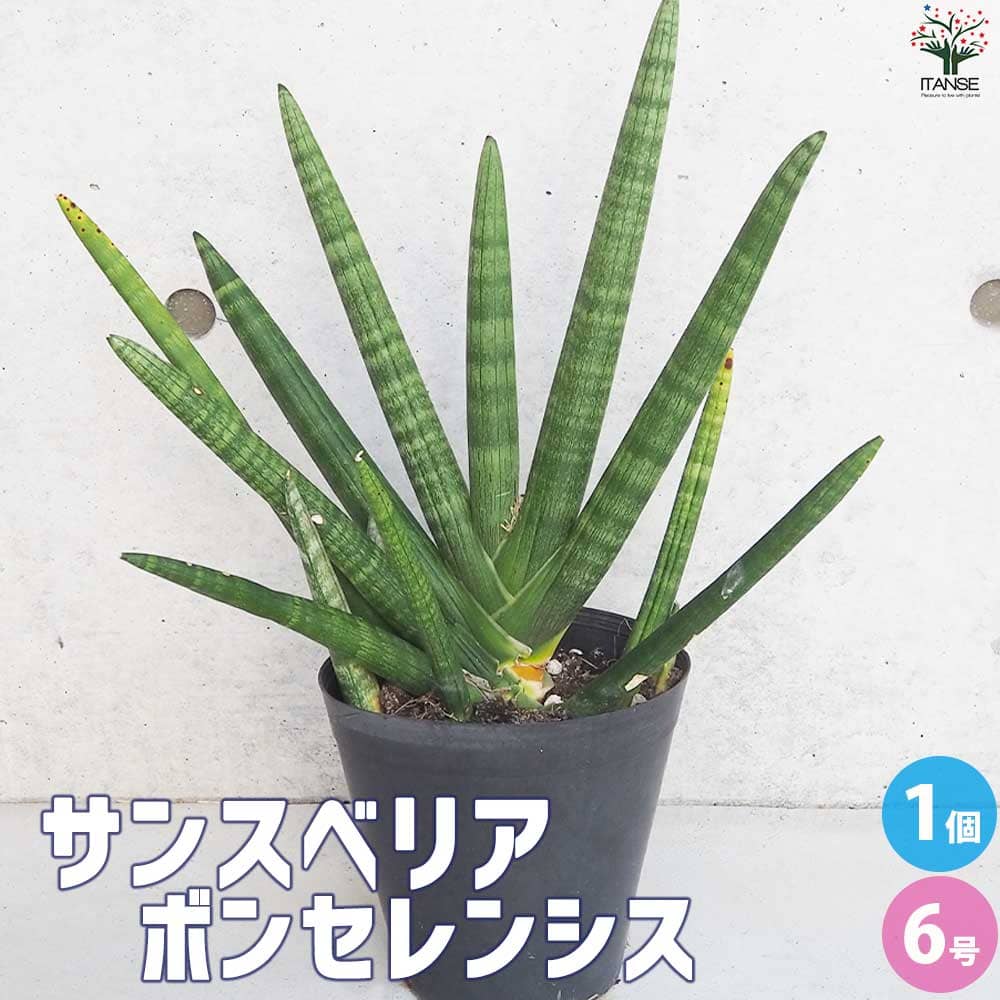 【マラソン期間★P5倍〜】サンスベリア ボンセレンシス【観葉植物 6号鉢／1個売り】リビング オフィス 事務所 インテリア お祝い 新築祝い 引越し祝い 結婚祝い 新生活