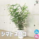 【ポイント2倍★マラソン期間】シマトネリコ 観葉植物 6号鉢 お買い得2個セット タイワンシオジ Fraxinus griffithii シンボルツリー モクセ...