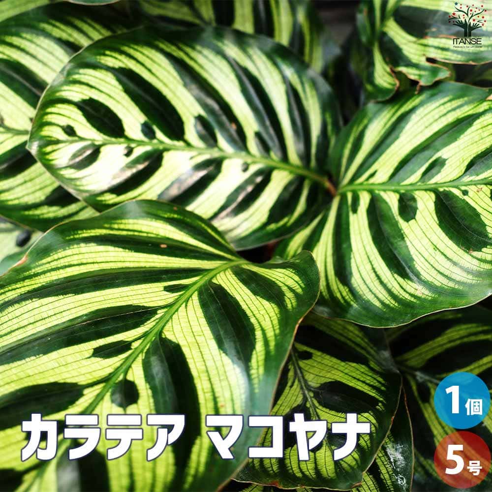 【SS期間★ポイントUP】カラテア マコヤナ【観葉植物 5号