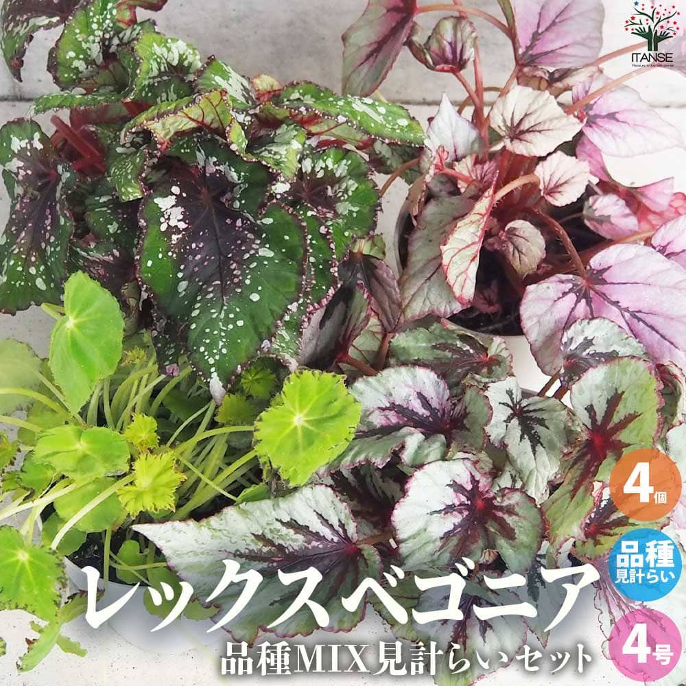 楽天市場】レックス ベゴニア（観葉植物｜花・観葉植物）：花