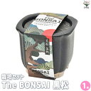 【ポイント2倍★マラソン期間】栽培セット The BONSAI 黒松 盆栽 1個売り 栽培 簡単 初心者 栽培キット 育て方 送料無料 即納