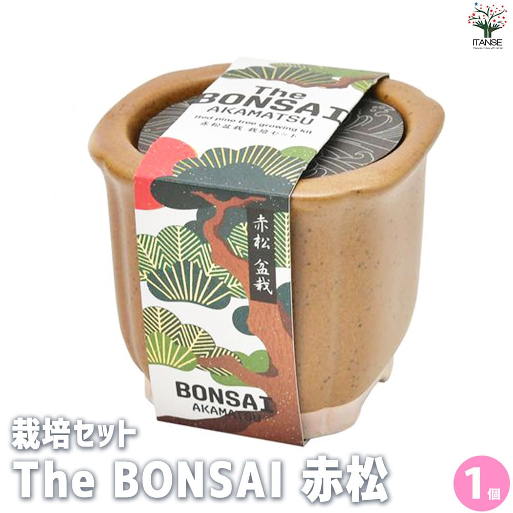 【送料無料】栽培セット The BONSAI 赤松【盆栽 ／1個売り】栽培 簡単 初心者 栽培キット 育て方