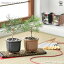 【P2倍★マラソン中】 栽培セット The BONSAI 赤松 盆栽 1個売り 栽培 簡単 初心者 栽培キット 育て方 送料無料 即納