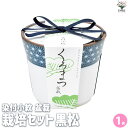 【ポイント2倍★マラソン期間】栽培セット 黒松 染付小紋陶器鉢 盆栽 1個売り 栽培 簡単 初心者 栽培キット 育て方 送料無料 即納