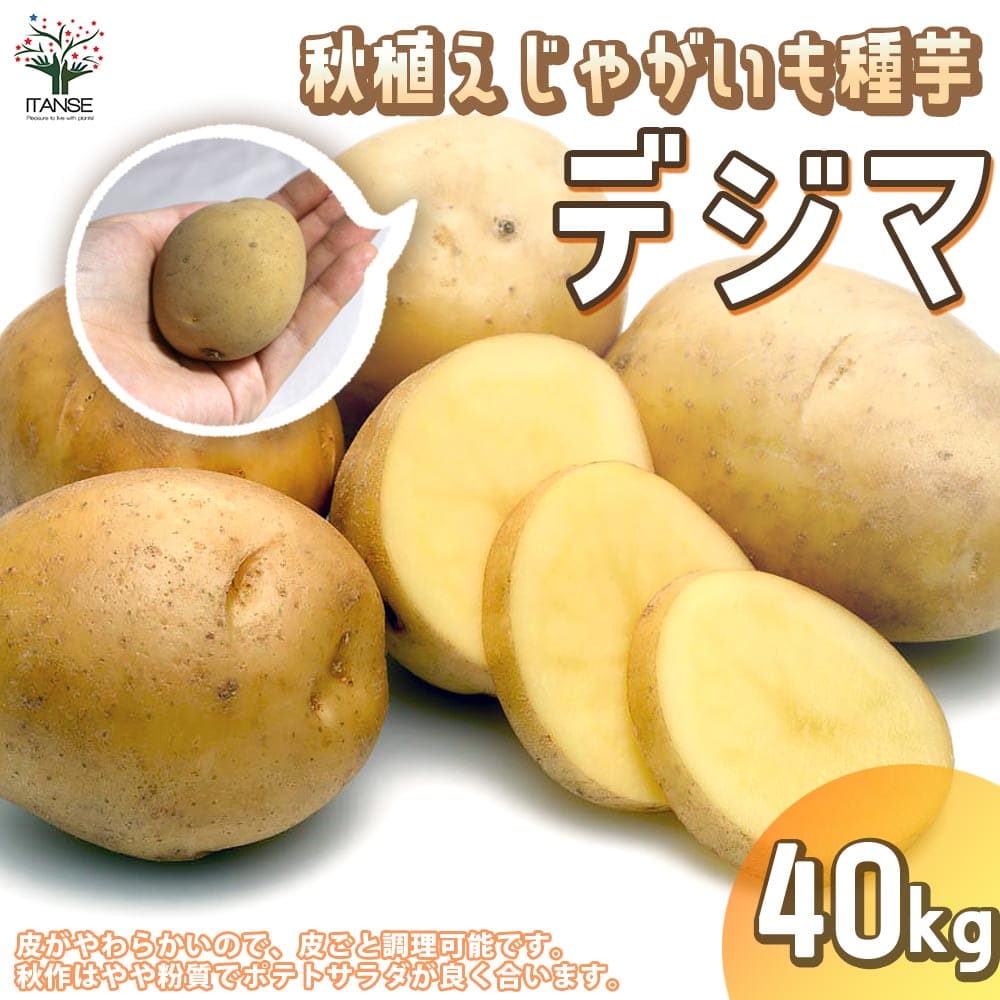 【送料無料】秋植えじゃがいもの種芋 品種：デジマ 40kg(充填時)【野菜の苗 ／1個売り】じゃがいも ジャガイモ じゃが芋 種芋 種いも