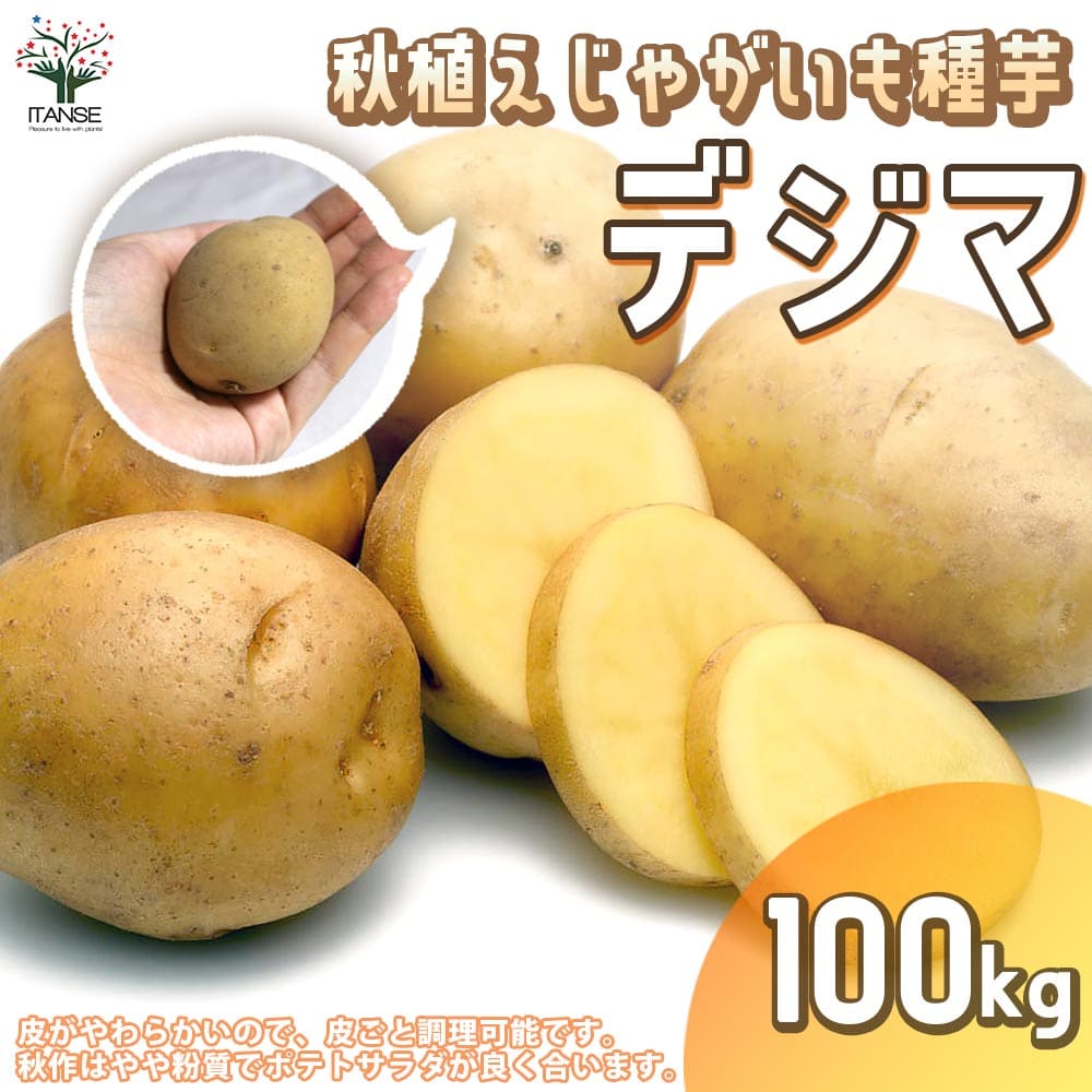 【マラソン中★ポイントUP】秋植えじゃがいもの種芋 品種：デジマ 100kg(充填時)【野菜の苗 ／1個売り】じゃがいも ジャガイモ じゃが芋 種芋 種いも