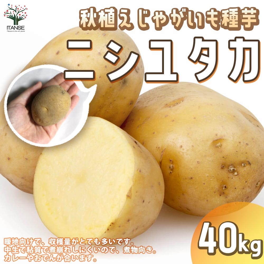 【送料無料】秋植えじゃがいもの種芋 品種：ニシユタカ 40kg(充填時)【野菜の苗 ／1個売り】じゃがいも ジャガイモ じゃが芋 種芋 種いも