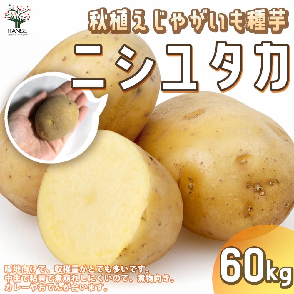 【送料無料】秋植えじゃがいもの種芋 品種：ニシユタカ 60kg(充填時)【野菜の苗 ／1個売り】じゃがいも ジャガイモ じゃが芋 種芋 種いも