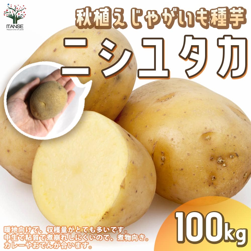 【送料無料】秋植えじゃがいもの種芋 品種：ニシユタカ 100kg(充填時)【野菜の苗 ／1個売り】じゃがいも ジャガイモ じゃが芋 種芋 種いも