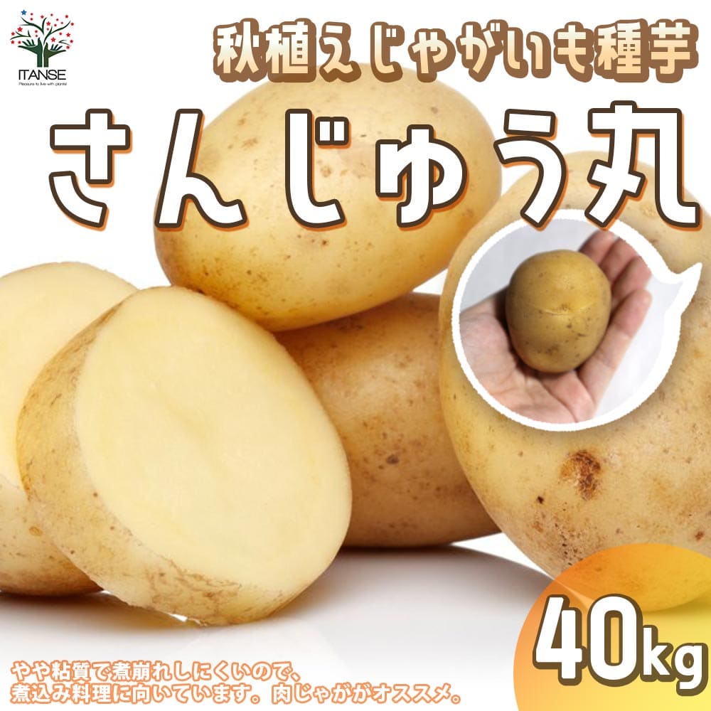 【送料無料】秋植えじゃがいもの種芋 品種：さんじゅう丸 40kg(充填時)【野菜の苗 ／1個売り】じゃがいも ジャガイモ じゃが芋 種芋 種いも PVP