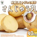 秋植えじゃがいもの種芋 品種：さんじゅう丸 40kg(充填時)【野菜の苗 ／1個売り】じゃがいも ジャガイモ じゃが芋 種芋 種いも PVP